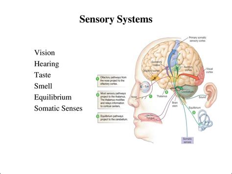 Sensory Systems презентация онлайн