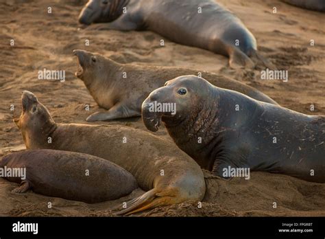 Northern Elephant Seals Mating Piedras Blancas Elephant Seal Colony