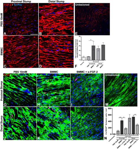 Increased Expression Of Fgf 2 Is Time Correlated With Increased Schwann