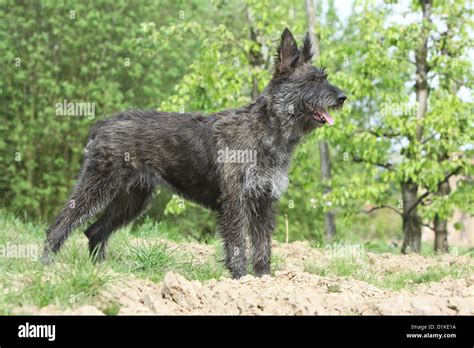 Dog Berger Picard Picardy Shepherd Adult Standard Profile Stock Photo