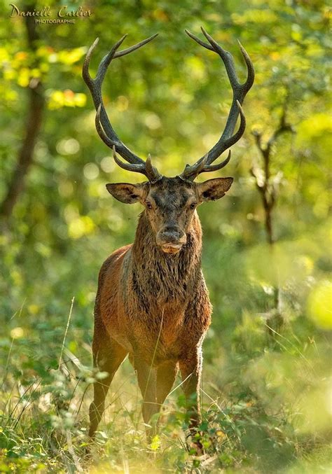 Simone Starinsky adlı kullanıcının Animaux panosundaki Pin