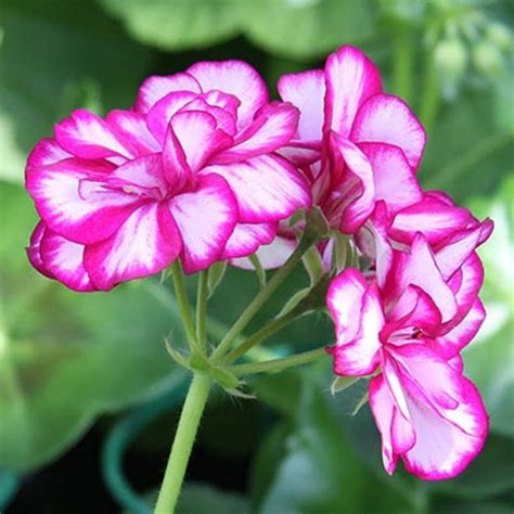 H R R Olika Sorters Pelargoner Hemmets Journal Diy Backyard