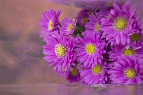 Heatherpurplebackgroundnaturalflowering Shrubs Free Image From