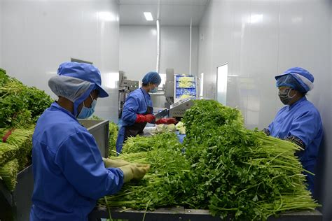 Пробиотик от традиционно китайско ястие може да помогне в лечението на ...
