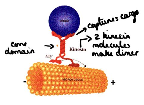 Molecular Neuroscience Lecture Flashcards Quizlet