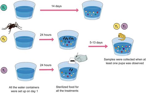 Frontiers Multi Omic Analysis Of Symbiotic Bacteria Associated With