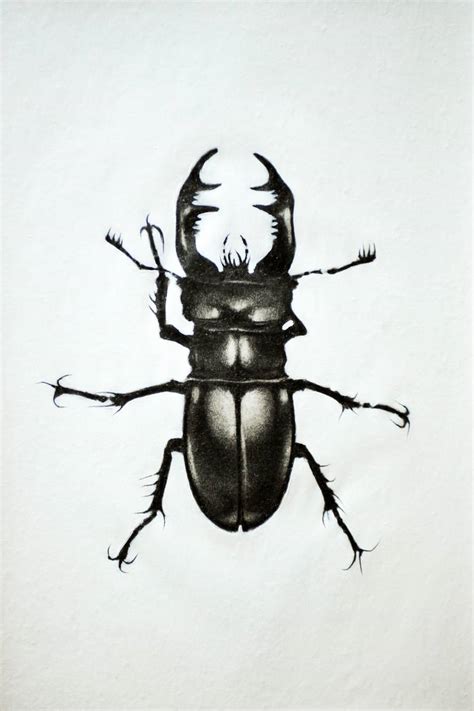 stag beetle Drawing by enrico salvadori | Saatchi Art