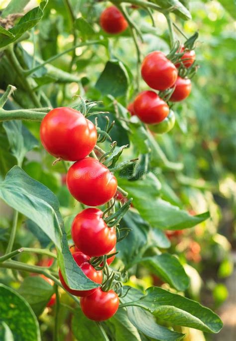 Ripe Tomato Plant Growing In Greenhouse Fresh Bunch Of Red Natural