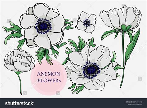 Collection Vector Anemones Peonies Stock Vector Royalty Free