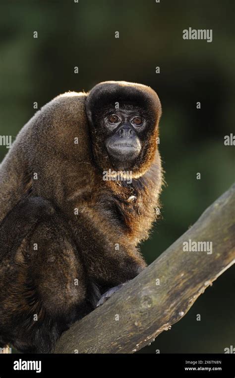 Brown Woolly Monkey Lagothrix Lagotricha Captive Occurring In South