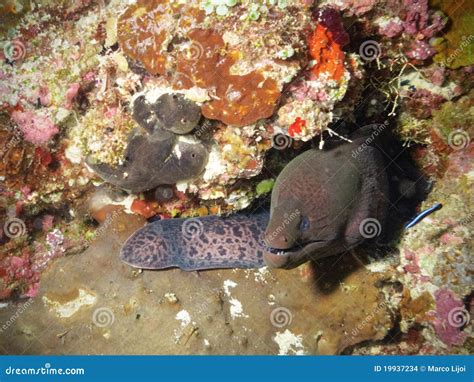 Moray Eel In A Cave Stock Photography | CartoonDealer.com #19937234