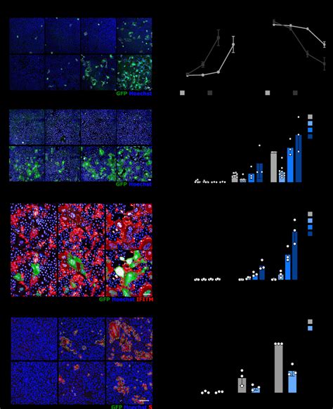 Impact Of Tmprss2 And Ifitms On Syncytia Formation By U2os Ace2 Download Scientific Diagram