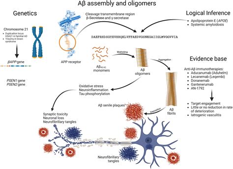 The Amyloid Cascade Hypothesis The American Journal Of Pathology