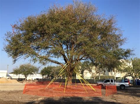 How To Root Prune And Transplant Field Grown Trees And Shrubs Uf Ifas