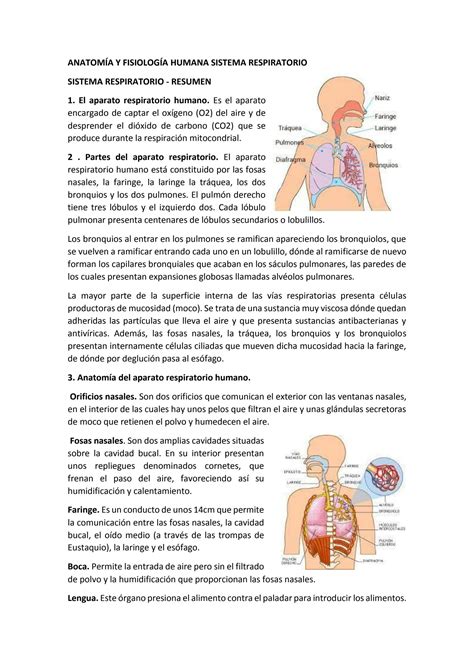 SOLUTION Anatom A Y Fisiolog A Humana Sistema Respiratorio Resumen