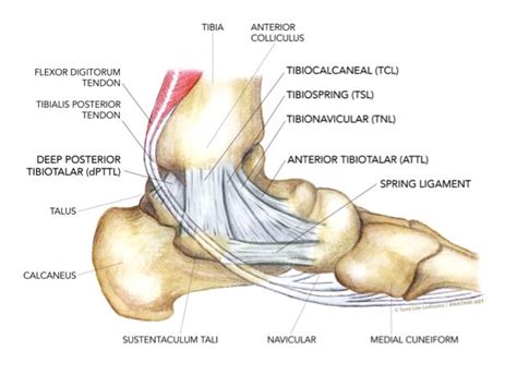 Uncommon injuries: the deltoid ligament | Deltoids, Ligament injury ...