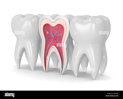 D Render Of Teeth Cross Section With Nerves And Blood Vesselss Over