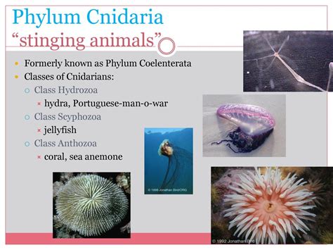 Phylum Cnidaria Sea Anemone