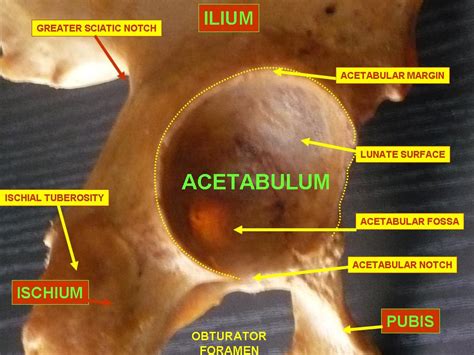 Functional Anatomy Of The Hip Bones And Ligaments Physiopedia