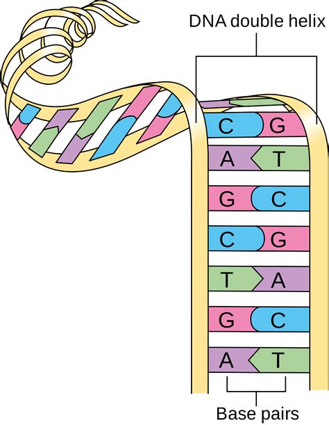 Nucleic Acid Classification Lesson 0972 Tqa Explorer