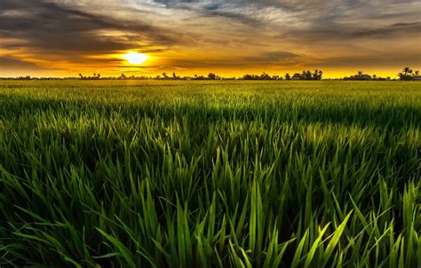 Wallpaper Greens Field The Sky The Sun Clouds Landscape Nature