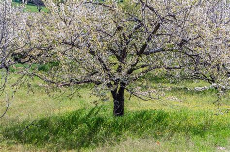 Premium Photo Cherry Blossoms In The Jerte Valley Spain