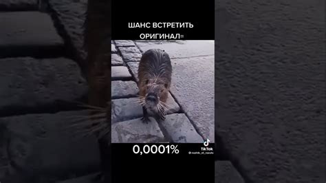 Оригинал Бобер я пердоле - YouTube