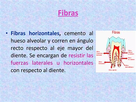 Fibras Del Ligamento Periodontal 1