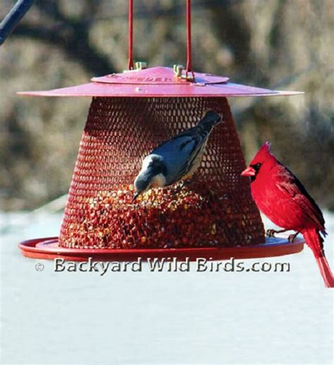 Cardinal Metal Bird Feeder at Backyard Wild Birds