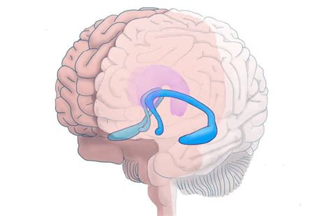 Hippocampal Anatomy Anatomical Charts And Posters