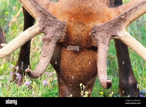 Medicine Antlers Hi Res Stock Photography And Images Alamy