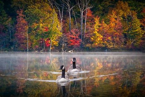 Canada Geese Geese Swimming Fall Trees Fall Colors Hall Lake