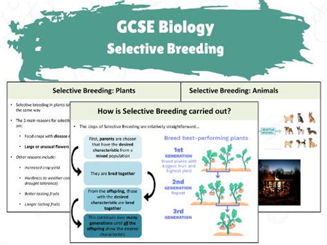 Gcse Biology Selective Breeding Teaching Resources