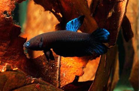 Бетта Персефона или Петушок Персефона (Betta persephone)