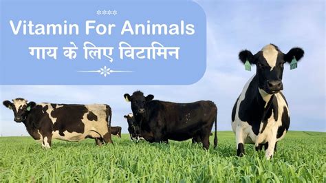 Vitamins for Animals | गाय के लिए विटामिन - YouTube
