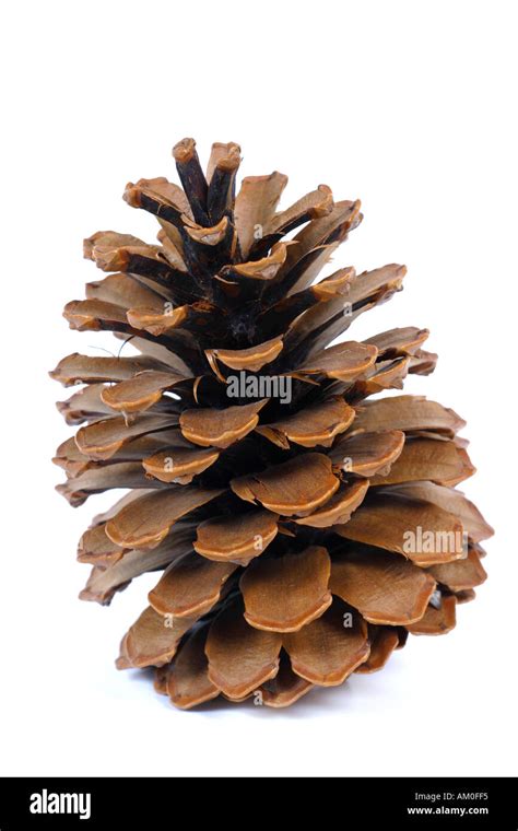 Pine Cone Hi Res Stock Photography And Images Alamy