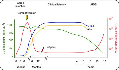 The Course Of Hiv Infection After Initial Exposure Viral Load Reaches