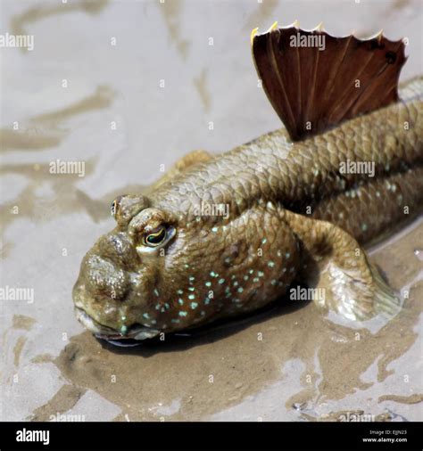 closeup  beautiful mudskipper fish stock photo alamy