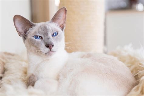 Lilac Point Siamese Cat Info Facts Traits Pictures Faqs