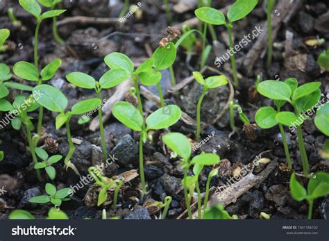 Papaya Sprout Photos, Images & Pictures | Shutterstock