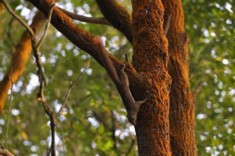 Plantain Squirrel