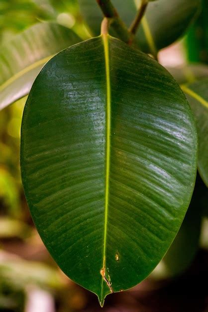 Premium Photo | Large leaf of a tropical plant