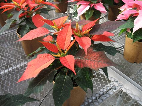 Poinsettia Orange Spice Poinsettia Orange Spice 11 11 09 Flickr