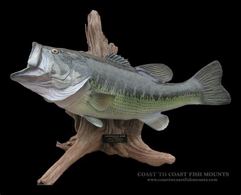 23 Largemouth Bass Fish Mount Replica