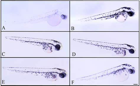 Depigmenting Potential Of Lichen Extracts Evaluated By In Vitro And In