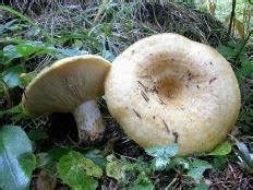Груздь желтый (Lactarius scrobiculatus) фото и описание