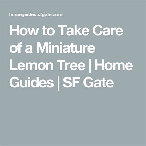 How To Take Care Of A Miniature Lemon Tree Lemon Tree Citrus Trees Tree