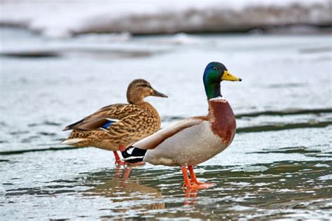 15 Interesting & Fun Mallard Duck Facts You Never Knew! - Optics Mag