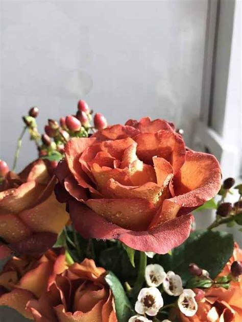 7 Stunning Brown Roses Varieties and Their Meaning | Balcony Garden Web