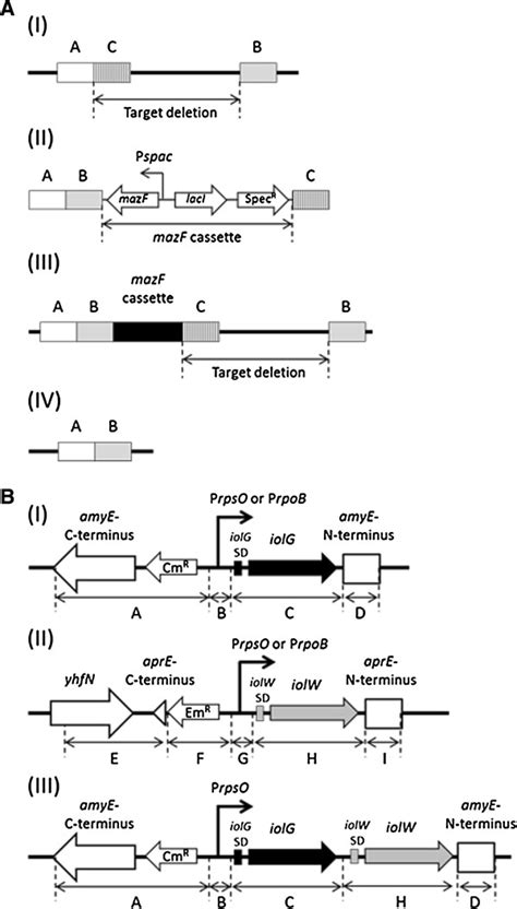 Construction Of Marker Free Deletion Mutants And Overexpression Strains